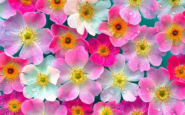 distribuidora de flores naturais atacado de flores