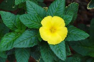 Planta Damiana | Para que serve, Propriedades e Efeitos colaterais