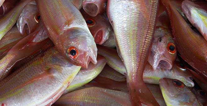 Distribuidora de Peixes | Fornecedores atacadista de congelados e frescos